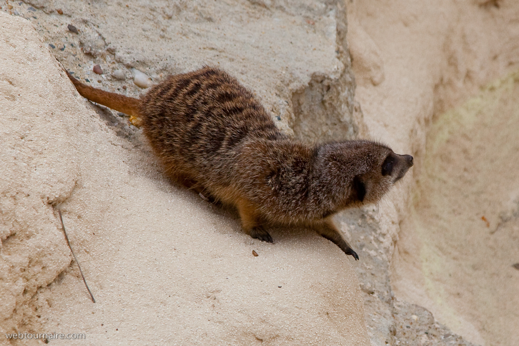 Suricate