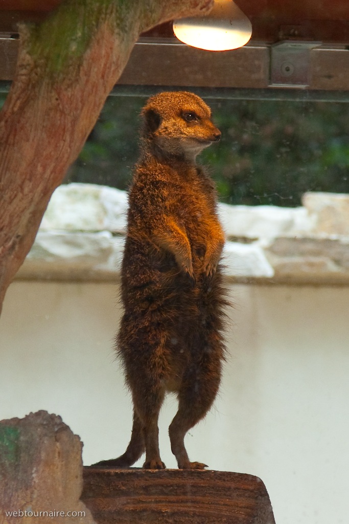 Suricate