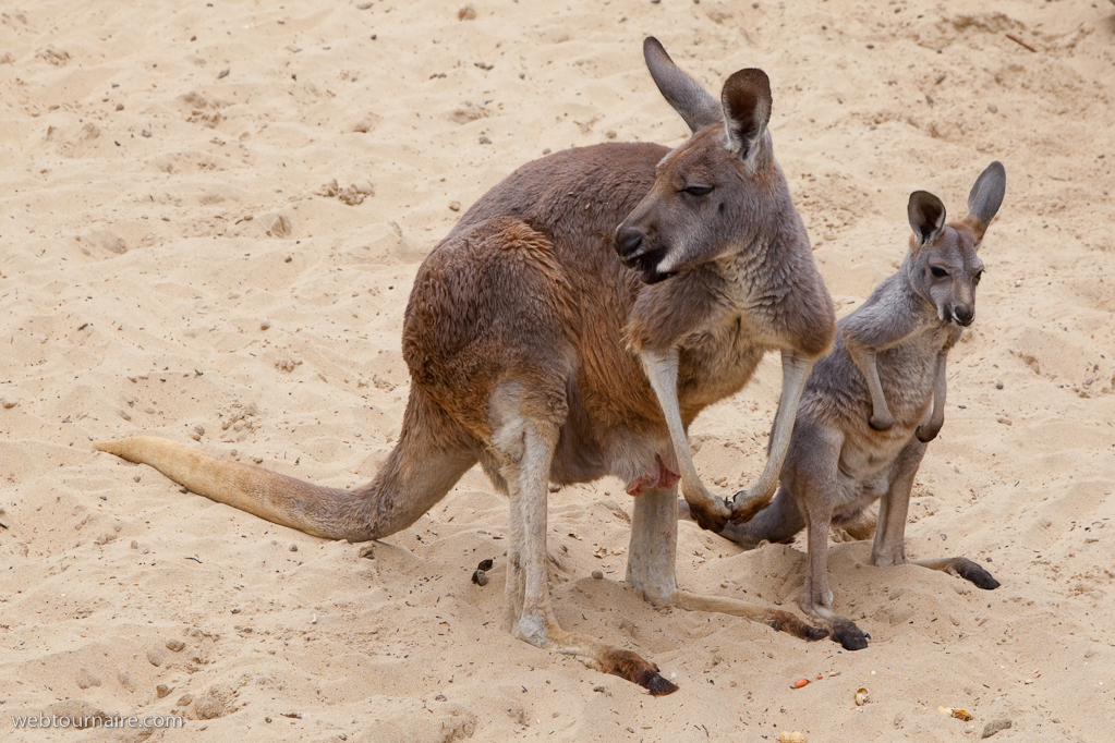 kangourous