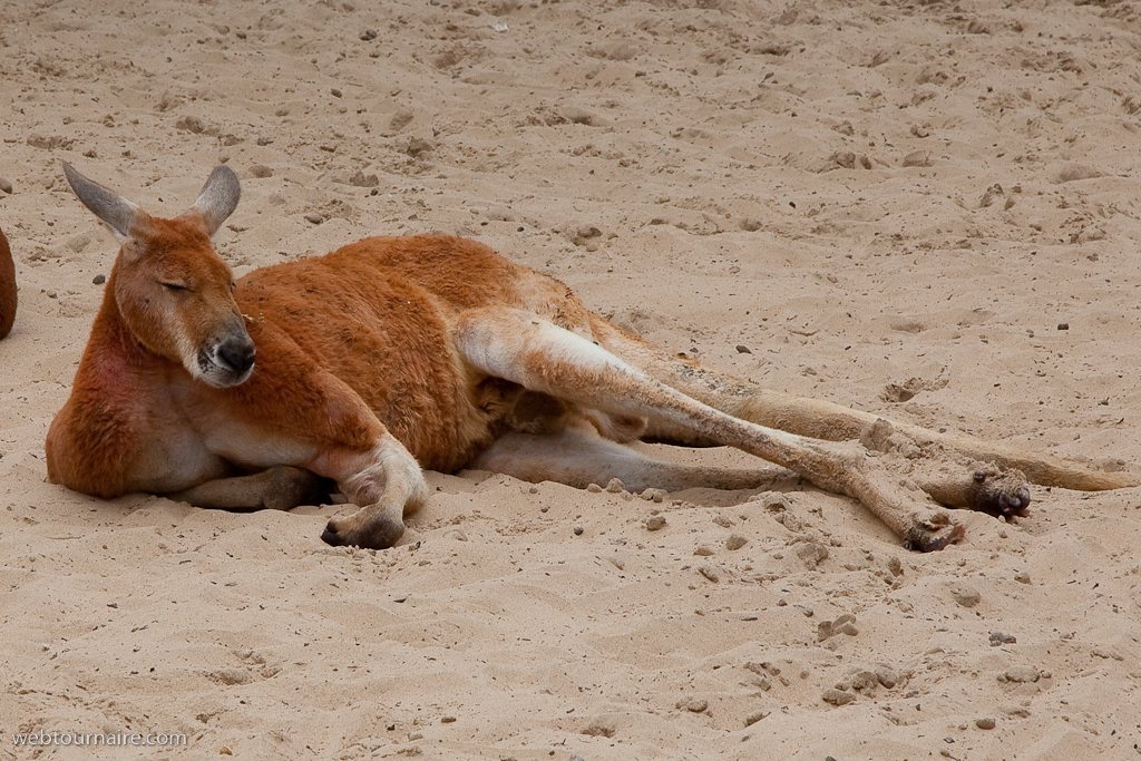 kangourous