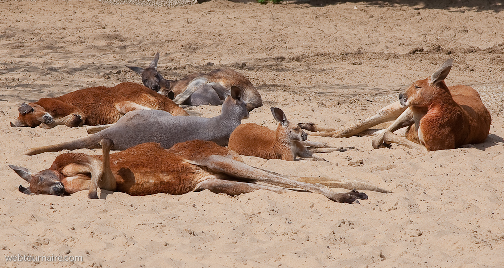 kangourous