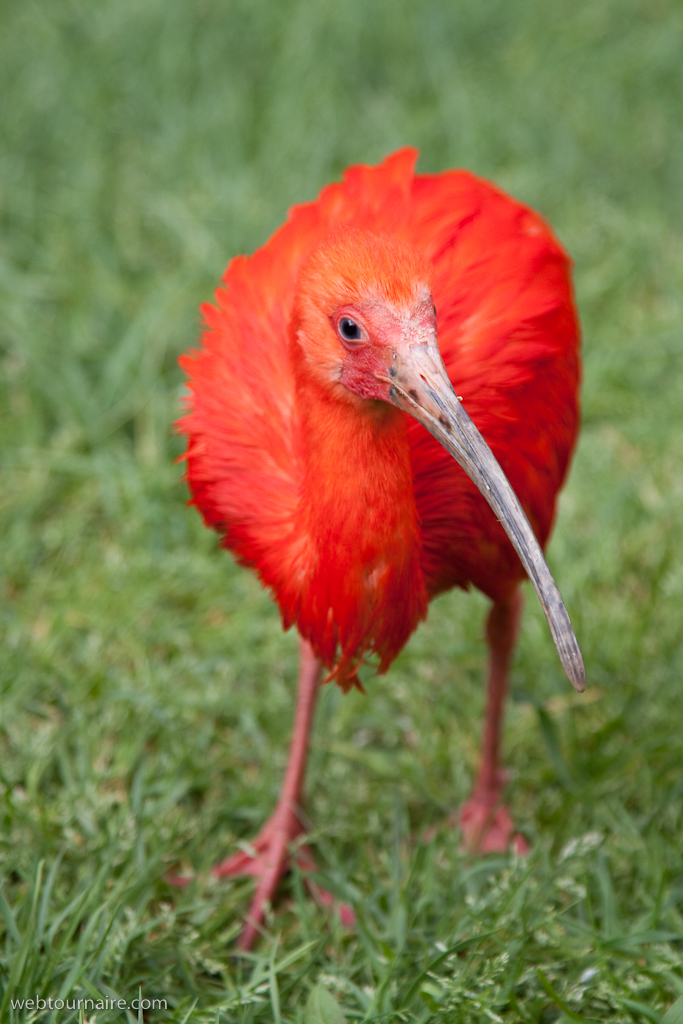 Ibis rouge