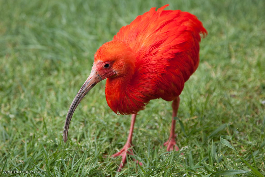 Ibis rouge