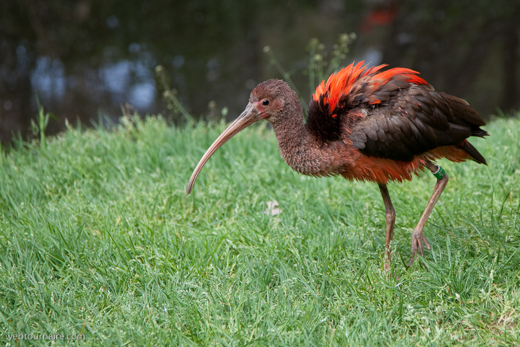 Ibis rouge