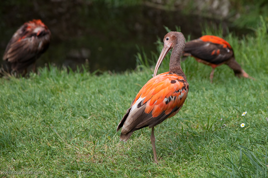 Ibis rouge