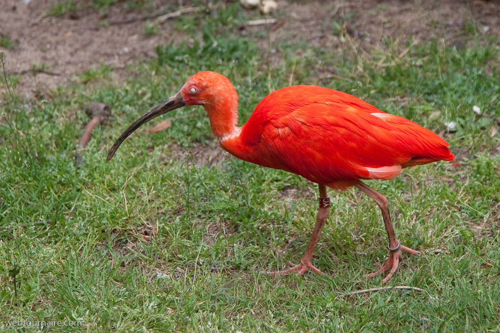 Ibis rouge