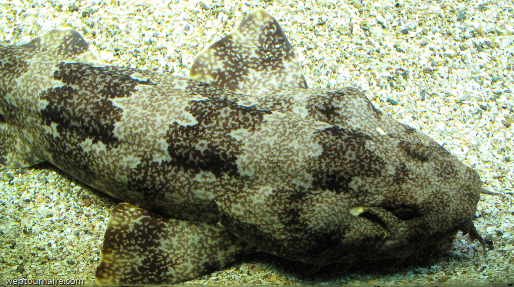 Nausicaa