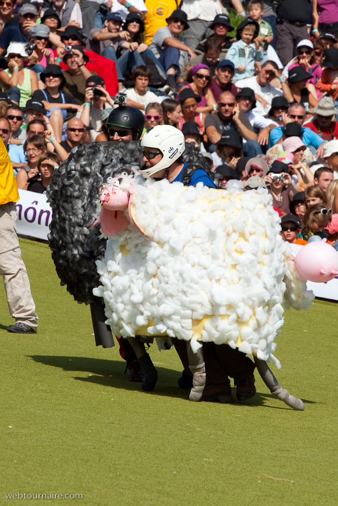 Les moutons d'Organya