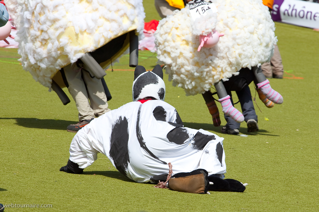 Les moutons d'Organya