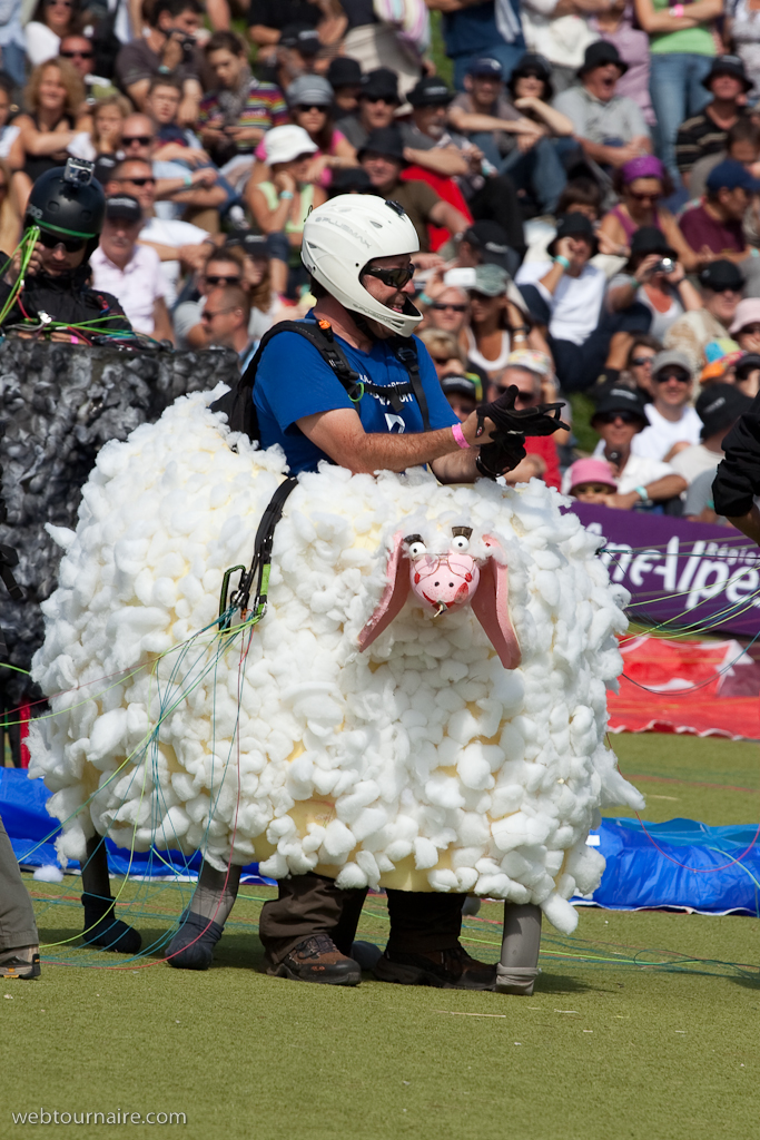 Les moutons d'Organya