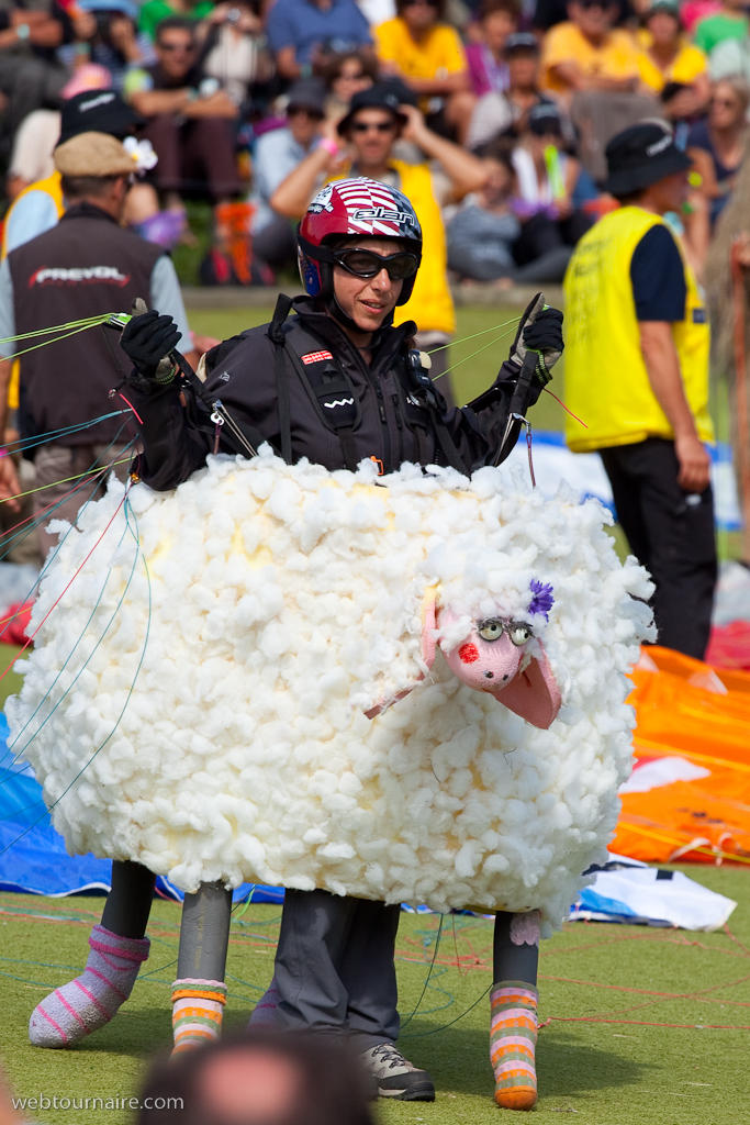 Les moutons d'Organya